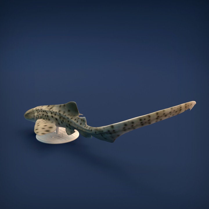 Zebra Shark - UNPAINTED - Animal Den Miniatures