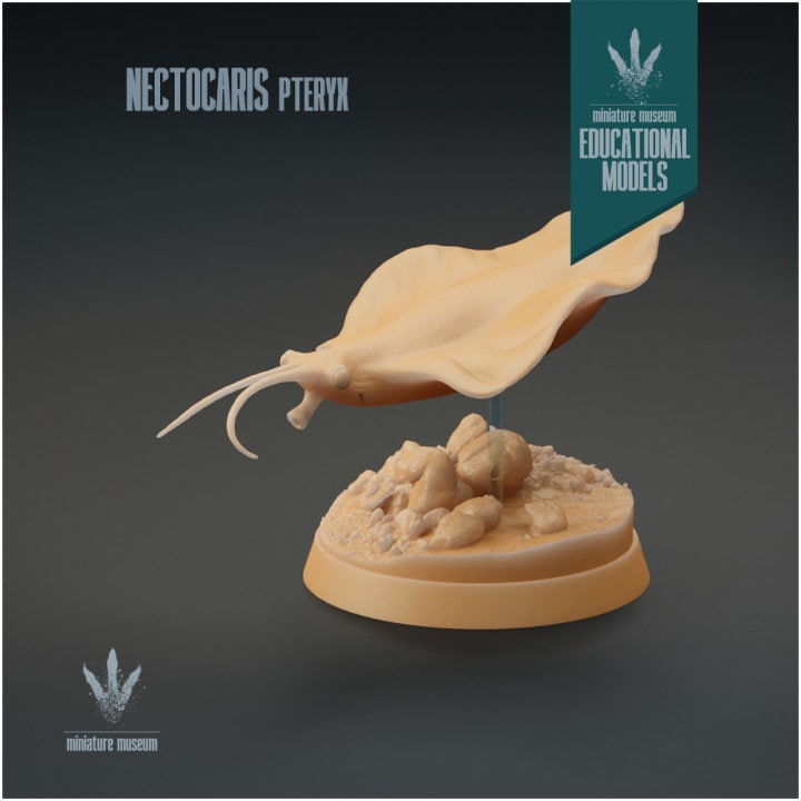 Nectocaris pteryx - UNPAINTED - Miniature Museum