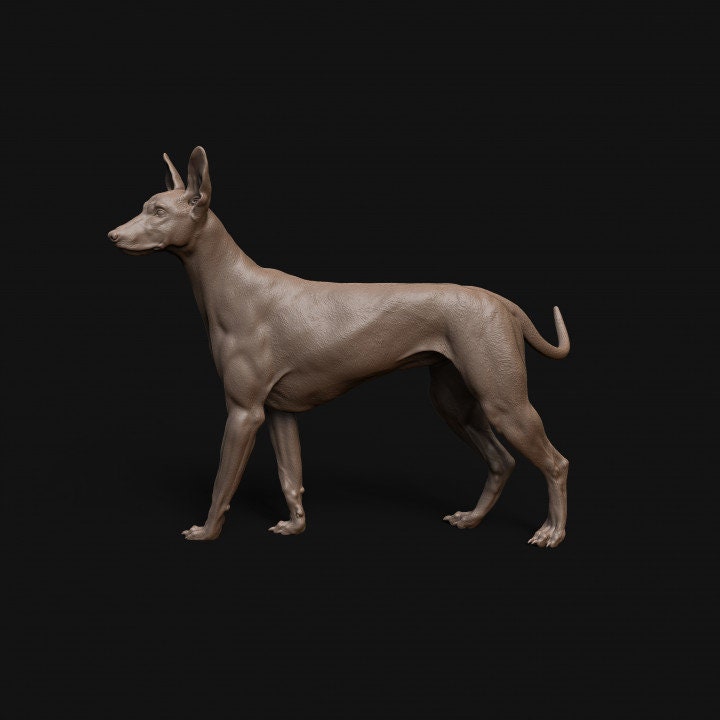 Pharaoh Hound dog - Dino and Dog Miniatures