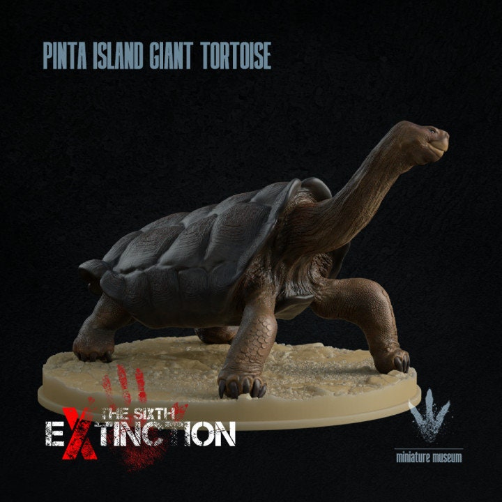 Pinta Island tortoise : Chelonoidis niger abingdonii - UNPAINTED - Miniature Museum