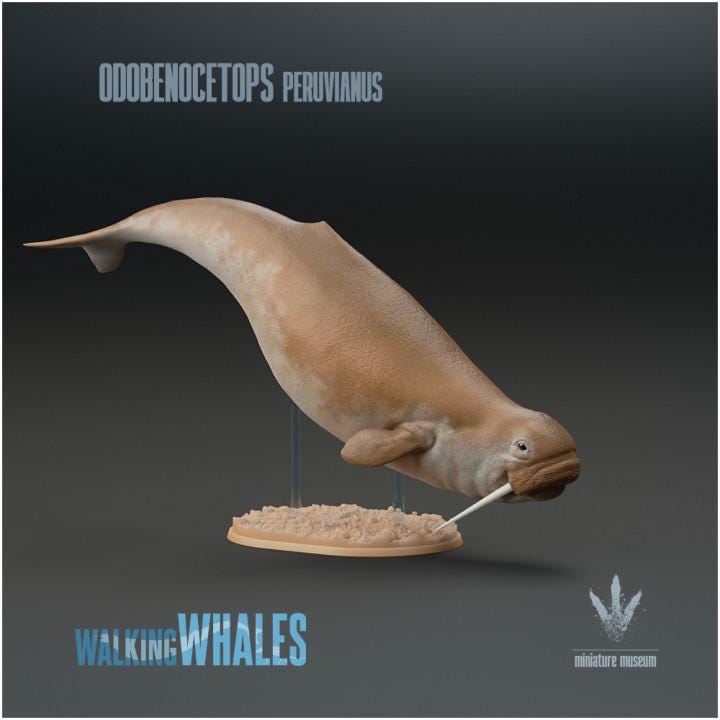 Odobenocetops peruvianus : The Walrus Dolphin - UNPAINTED - Miniature Museum