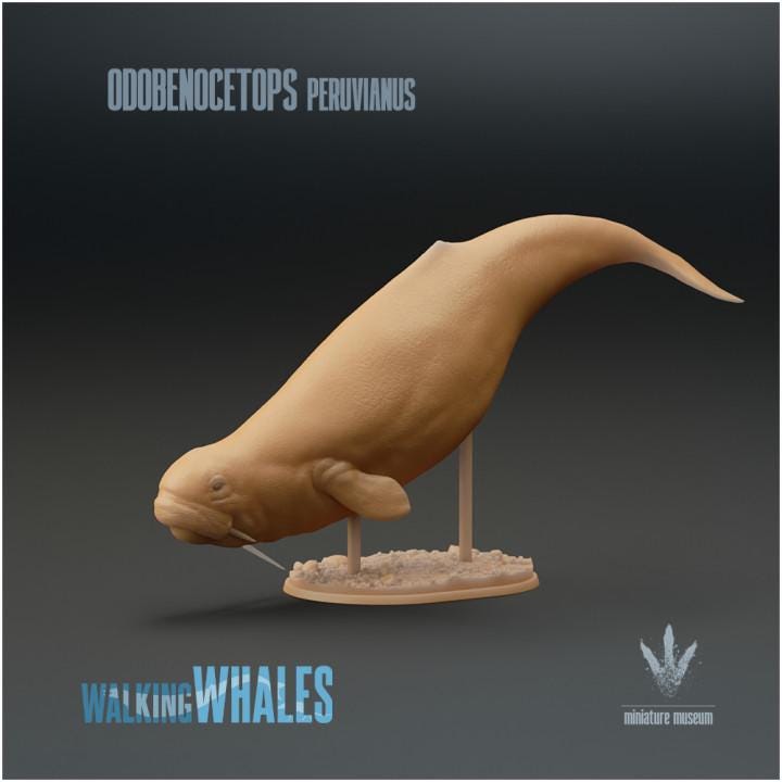 Odobenocetops peruvianus : The Walrus Dolphin - UNPAINTED - Miniature Museum