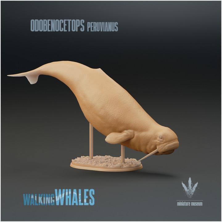 Odobenocetops peruvianus : The Walrus Dolphin - UNPAINTED - Miniature Museum