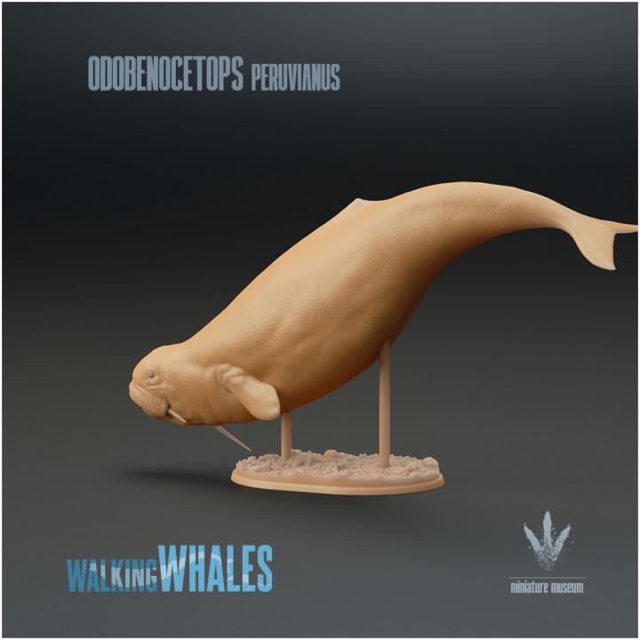Odobenocetops peruvianus : The Walrus Dolphin - UNPAINTED - Miniature Museum