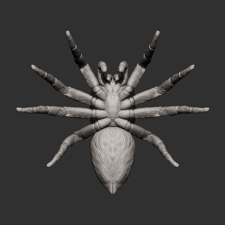 Jumping spider - UNPAINTED - Alexander3dart