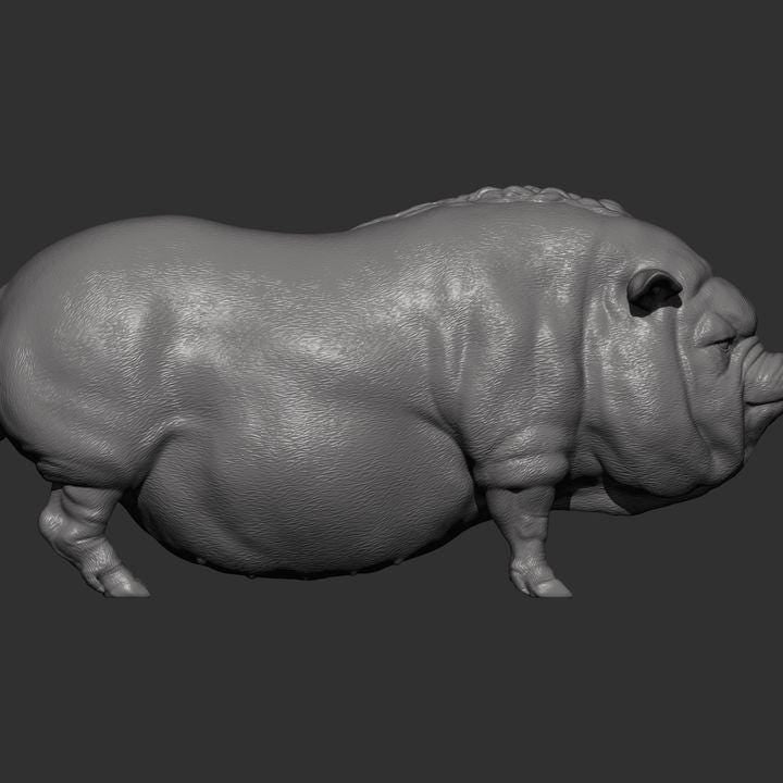 Vietnamese pig - UNPAINTED - Alexander3dart