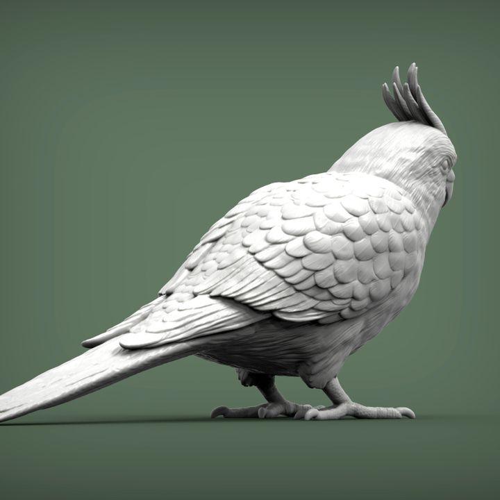 KaiCockatiel - UNPAINTED 3D Figure - Alexander3dart