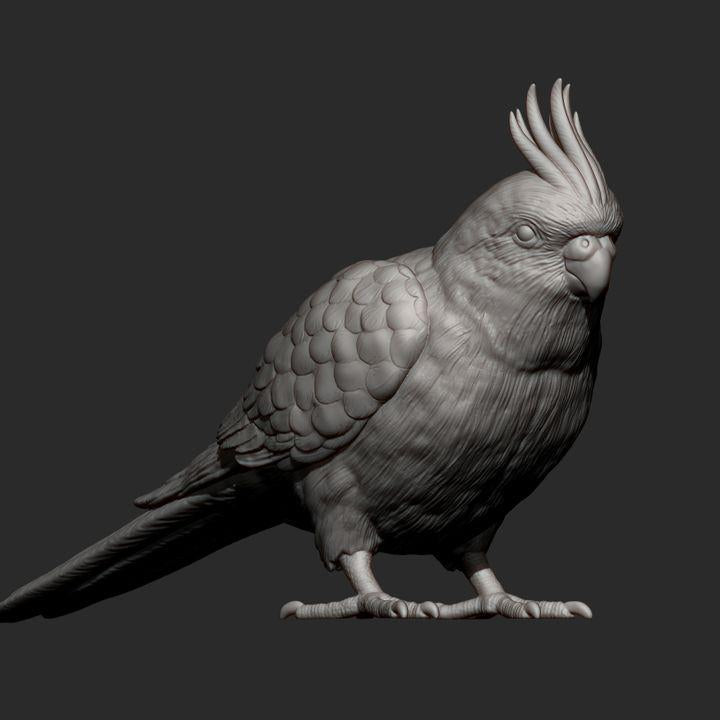 KaiCockatiel - UNPAINTED 3D Figure - Alexander3dart