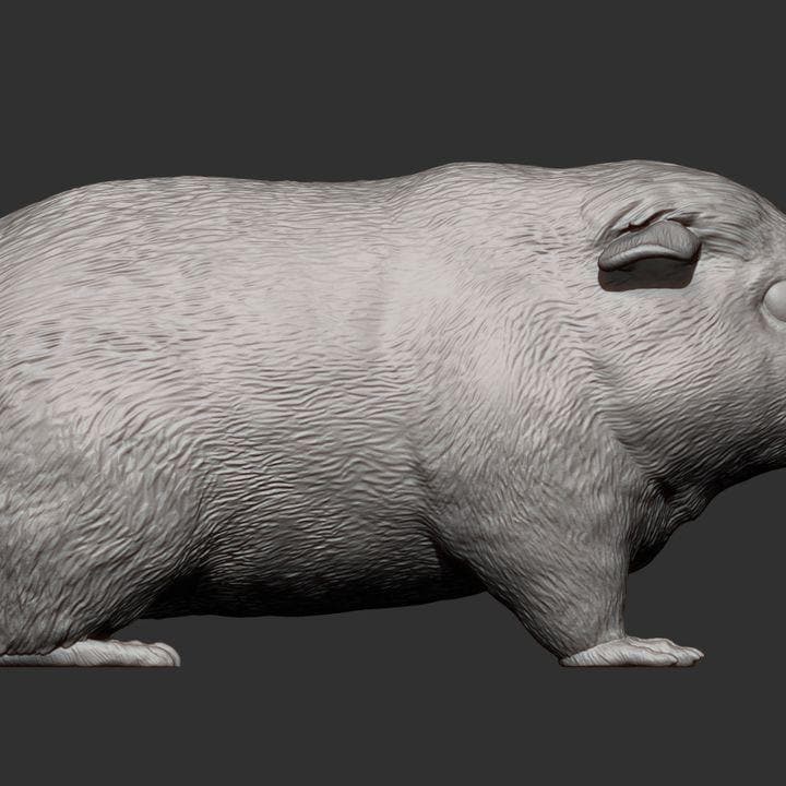 Teddy Guinea Pig - UNPAINTED 3D Figure - Alexander3dart