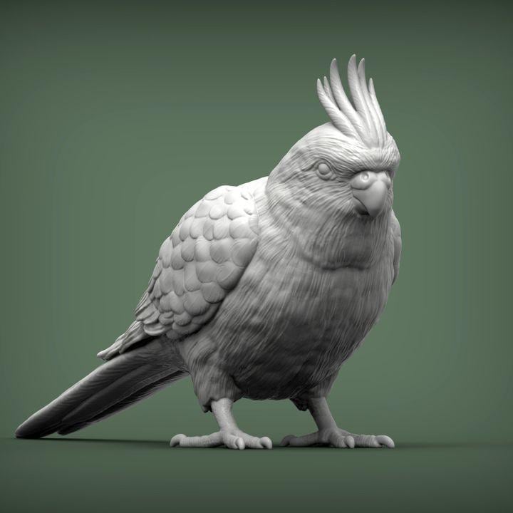 KaiCockatiel - UNPAINTED 3D Figure - Alexander3dart