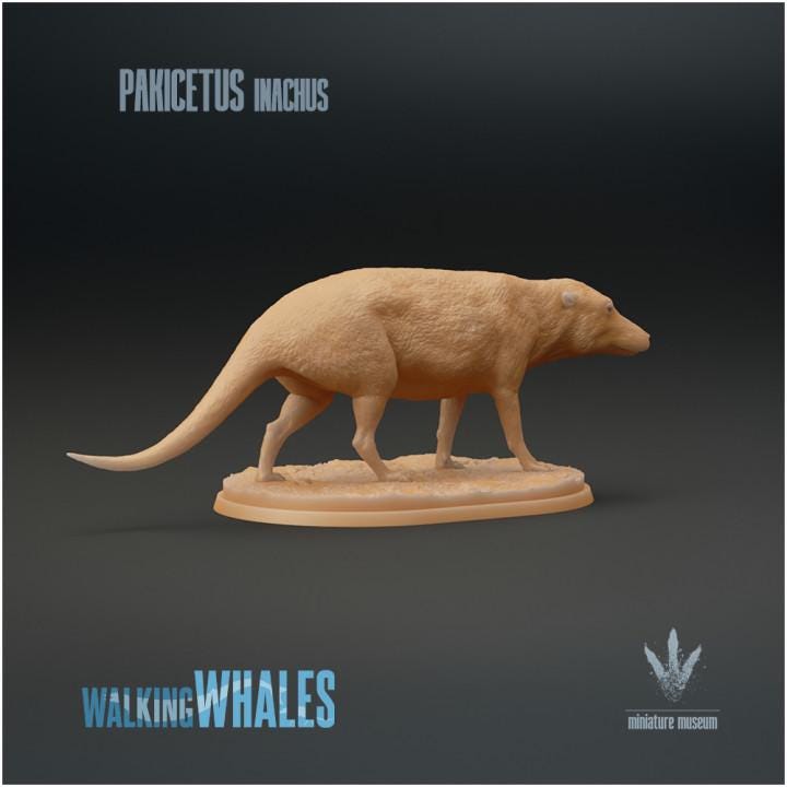 Pakicetus inachus : Dog-like Whale - UNPAINTED 3D figure - Miniature Museum