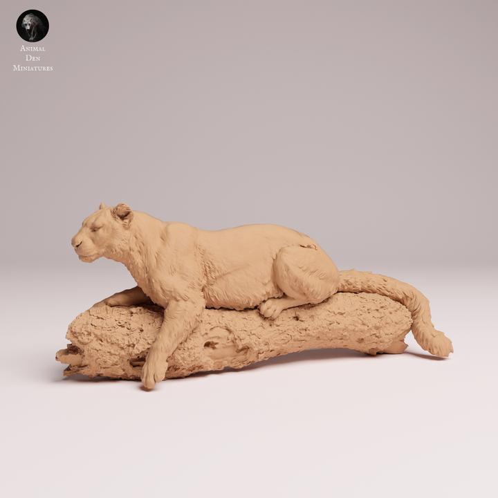 Amur Leopard on a Tree - UNPAINTED 3D Resin Figure - Animal Den Miniatures