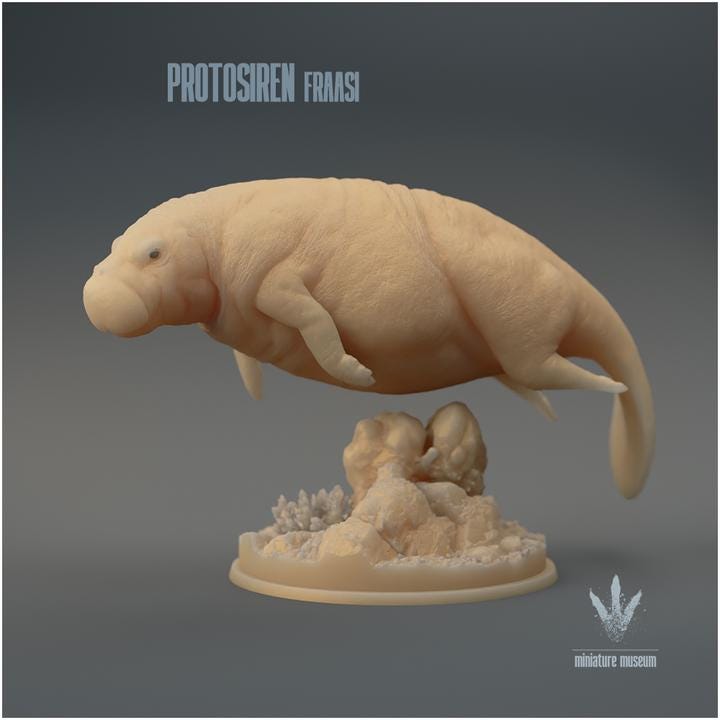 Protosiren fraasi : The Prehistoric Manatee - UNPAINTED 3D Resin Figure - Miniature Museum