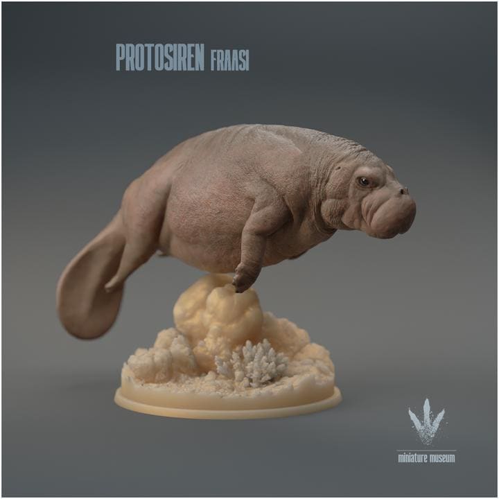 Protosiren fraasi : The Prehistoric Manatee - UNPAINTED 3D Resin Figure - Miniature Museum