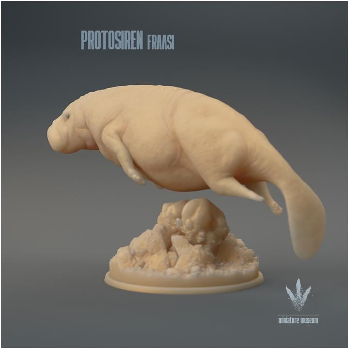 Protosiren fraasi : The Prehistoric Manatee - UNPAINTED 3D Resin Figure - Miniature Museum