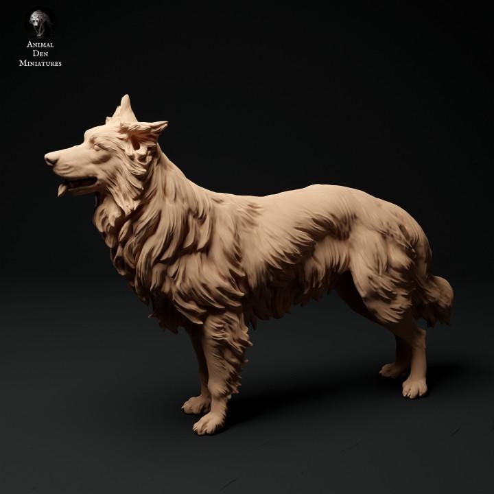 Border Collie - UNPAINTED 3D Resin Figure - Animal Den Miniatures