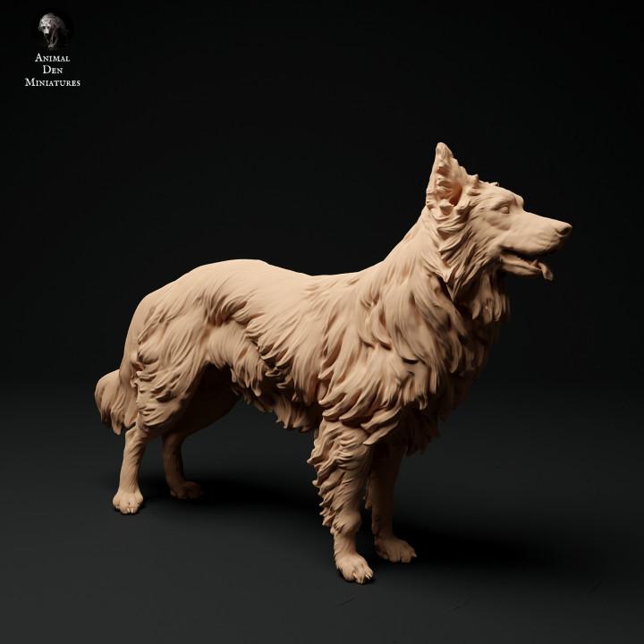 Border Collie - UNPAINTED 3D Resin Figure - Animal Den Miniatures