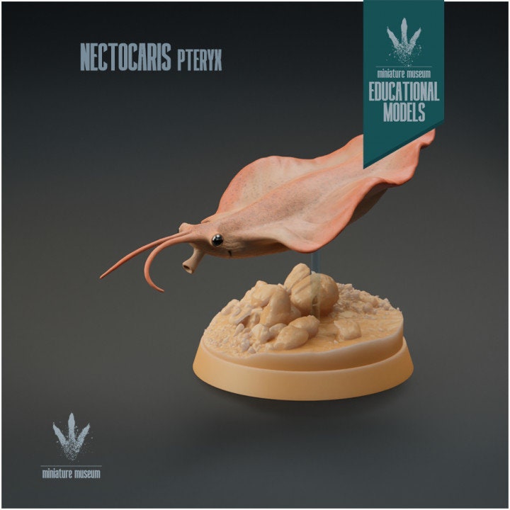 Nectocaris pteryx - UNPAINTED - Miniature Museum