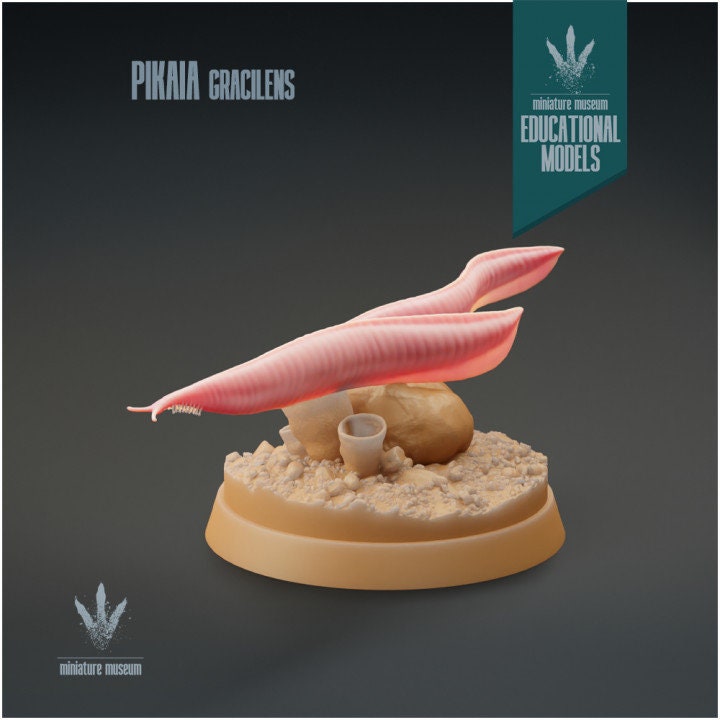 Pikaia gracilens - UNPAINTED - Miniature Museum