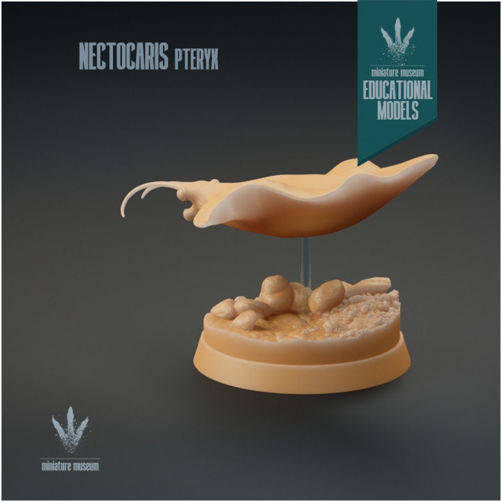 Nectocaris pteryx - UNPAINTED - Miniature Museum