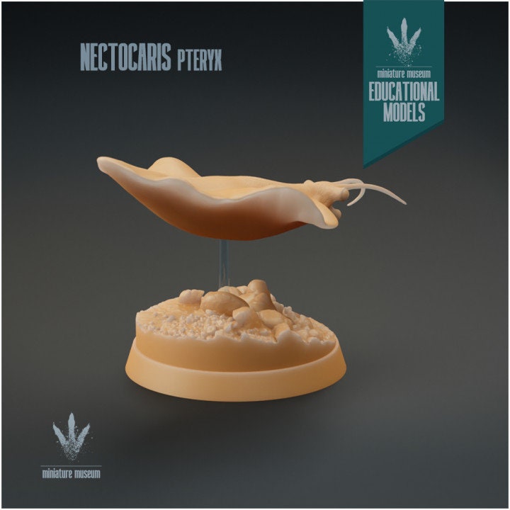 Nectocaris pteryx - UNPAINTED - Miniature Museum