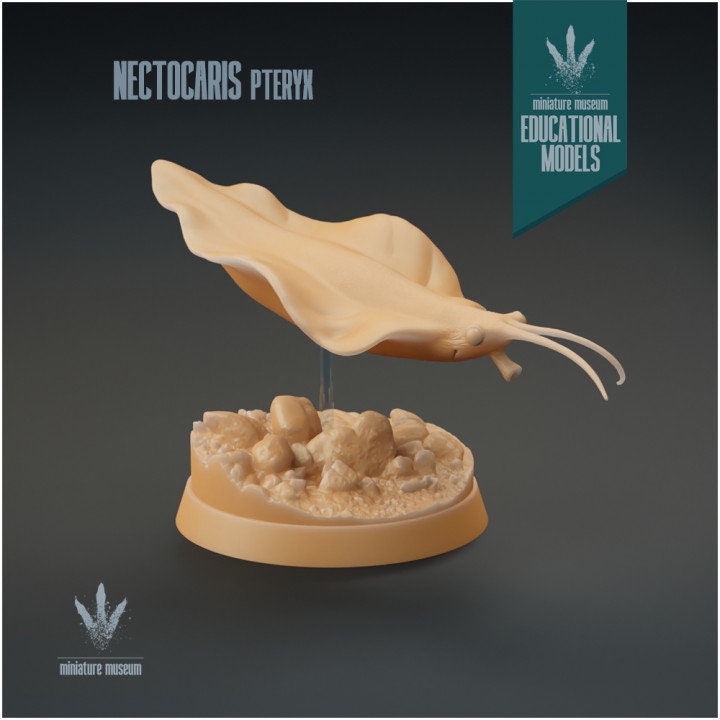 Nectocaris pteryx - UNPAINTED - Miniature Museum