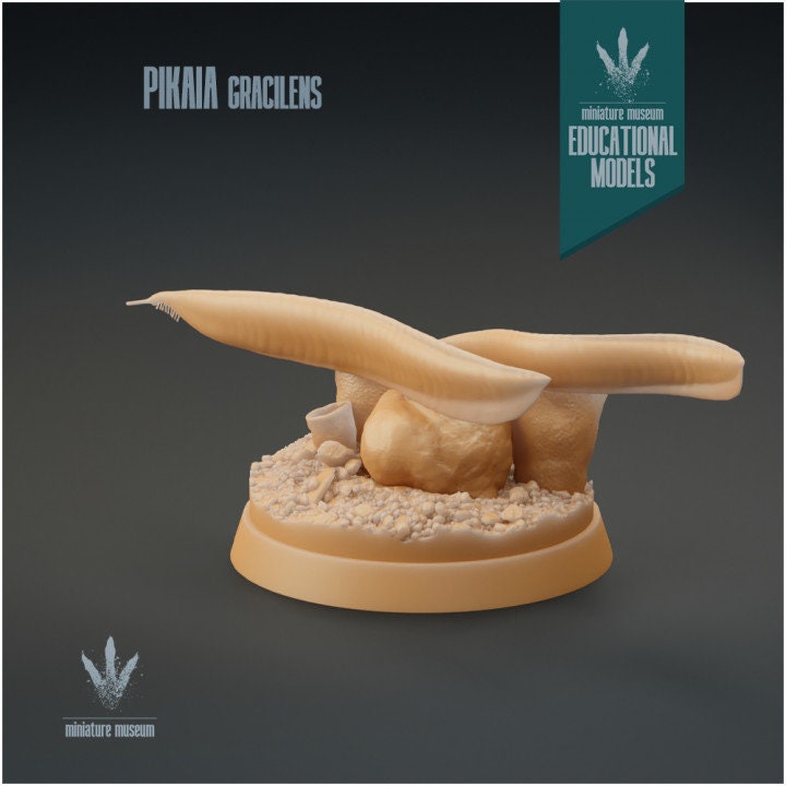 Pikaia gracilens - UNPAINTED - Miniature Museum