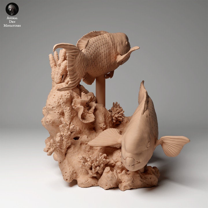Steephead Parrotfish - UNPAINTED - Animal Den Miniatures