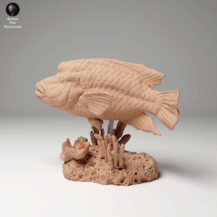 Napoleon or Humphead Wrasse 1 - UNPAINTED - Animal Den Miniatures