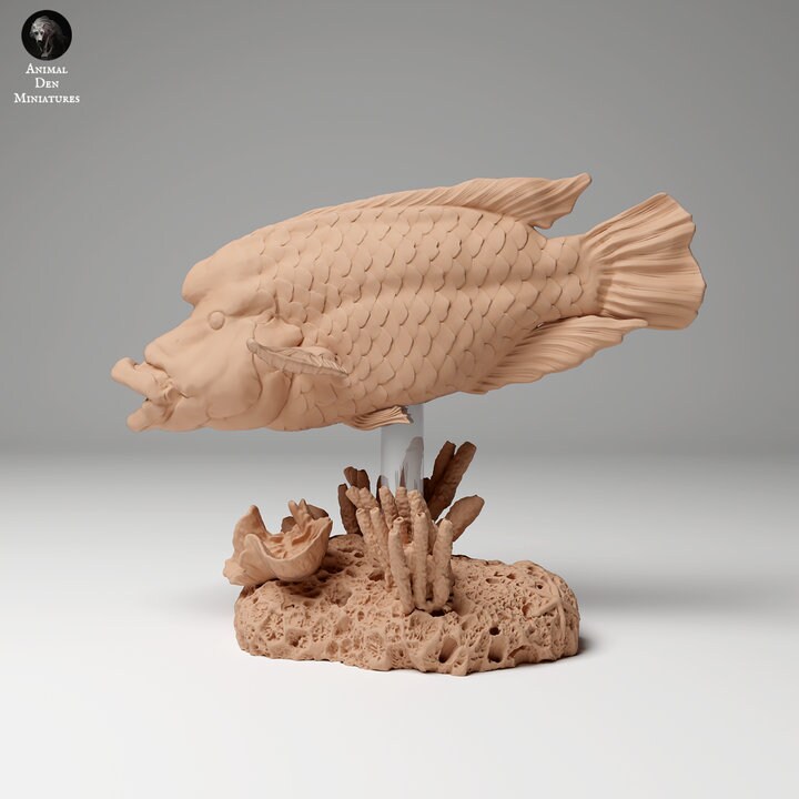 Napoleon or Humphead Wrasse - UNPAINTED - Animal Den Miniatures