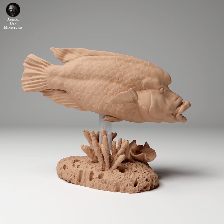 Napoleon or Humphead Wrasse - UNPAINTED - Animal Den Miniatures