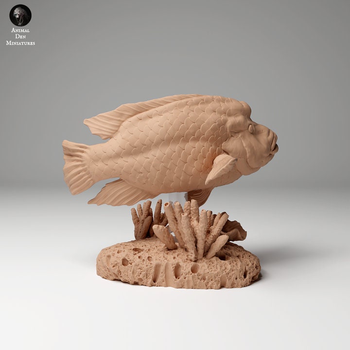 Napoleon or Humphead Wrasse 1 - UNPAINTED - Animal Den Miniatures