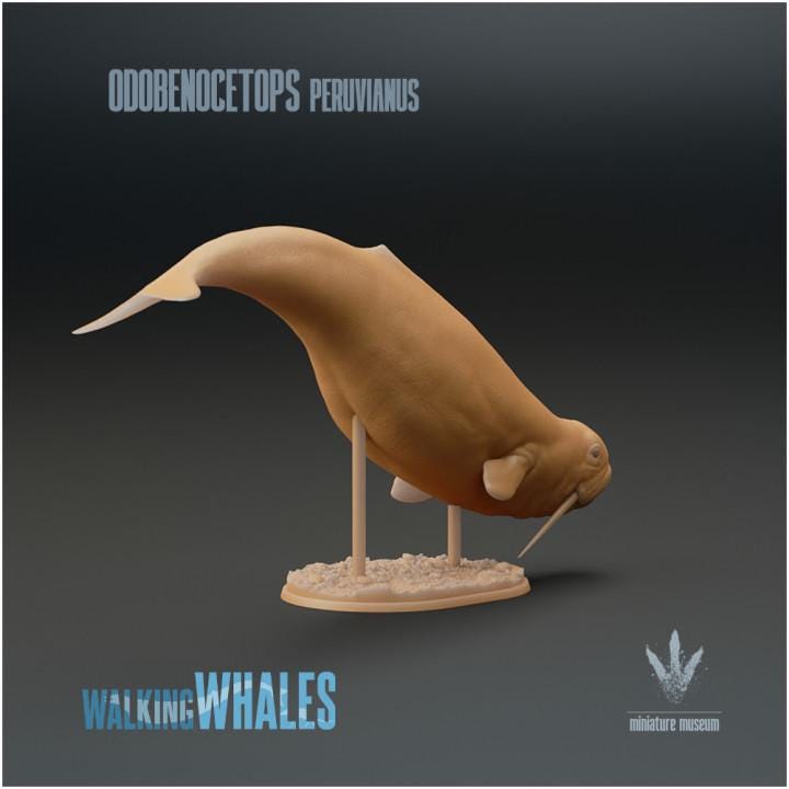 Odobenocetops peruvianus : The Walrus Dolphin - UNPAINTED - Miniature Museum