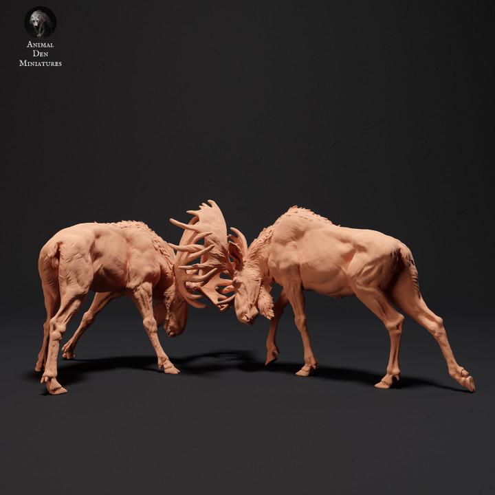 Moose Bulls Fighting - UNPAINTED - Animal Den Miniatures