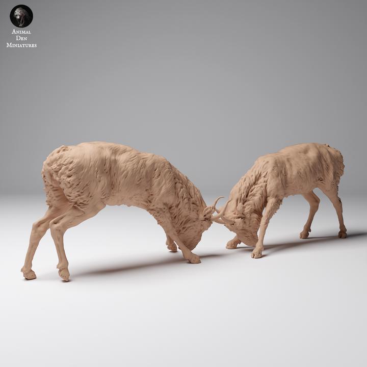 Mongolian Saiga Males Fight - UNPAINTED 3D resin print/figure - Animal Den Miniatures