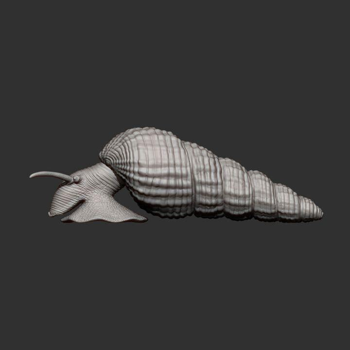 Tylomelania - UNPAINTED - Alexander3dart