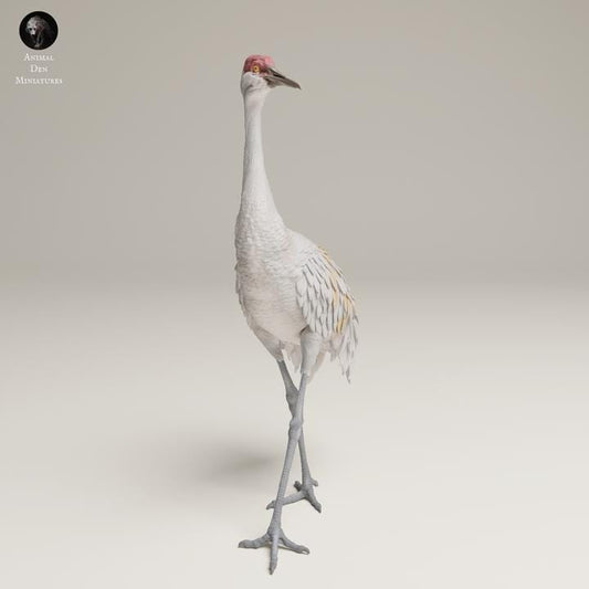 Greater Sandhill Crane - UNPAINTED 3D resin print/figure - Animal Den Miniatures