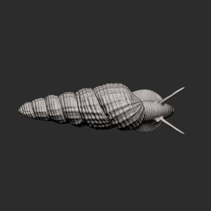 Tylomelania - UNPAINTED - Alexander3dart