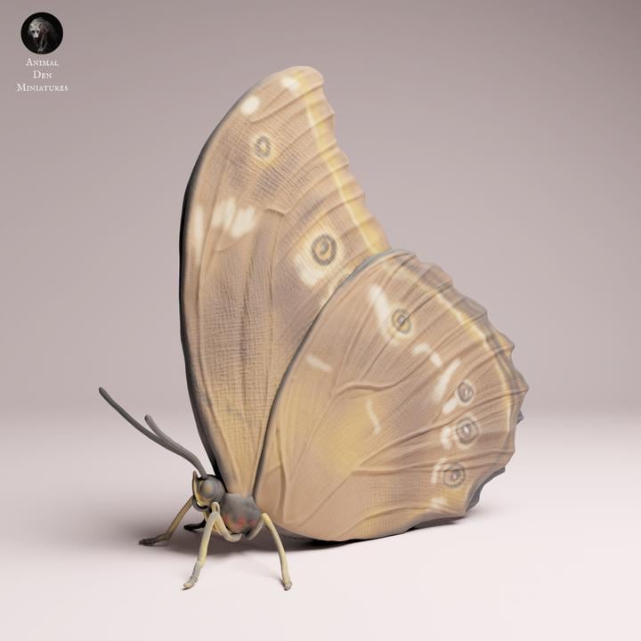Blue Morpho Butterfly closed wings - UNPAINTED 3D Resin Print - Animal Den Miniatures