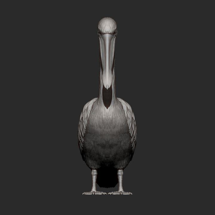 Pelican - UNPAINTED 3D figure - Alexander3dart